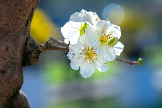 白杏花绽放芬芳的花瓣预示春天来了这是图片