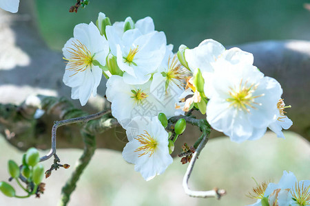 白杏花绽放芬芳的花瓣预示春天来了这是背景图片
