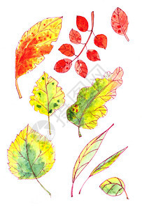 白色背景上的一组秋天的黄色红色橙色绿色叶子图片