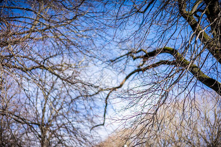 蓝天下干枯的树枝图片