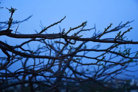 枯树枝枯树和枯枝傍晚的夕阳图片