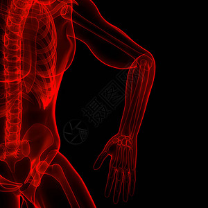 人体骨骼系统骨关节解剖学3D图片