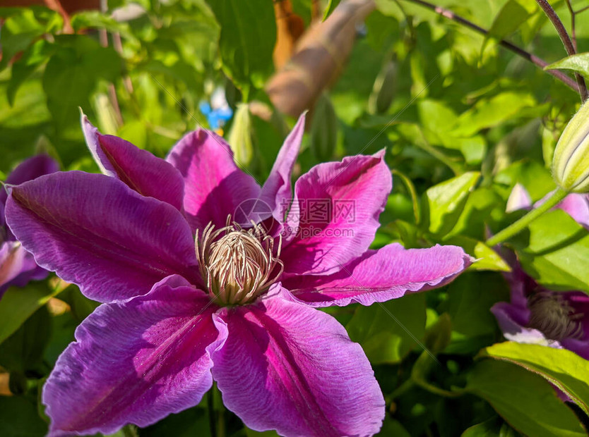 花园里多年生铁线莲藤蔓的花朵房子附近有美丽的铁线莲花铁线莲爬进房图片