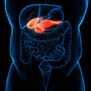 人体内部器官Pancrea图片