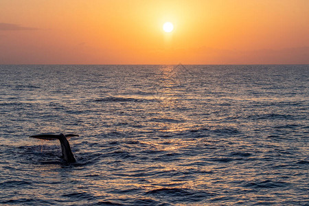 日落时小鲸鱼潜图片