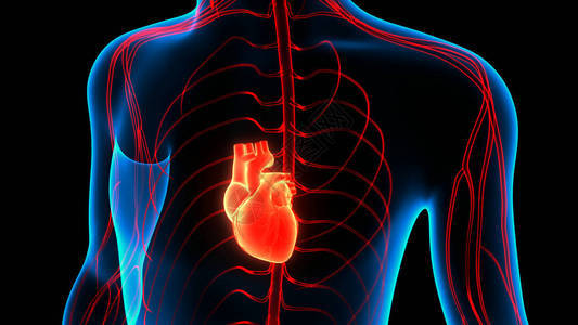 人体循环系统心脏解剖3D图片