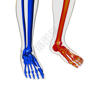 人体骨骼系统脚骨关节解剖学3D图片