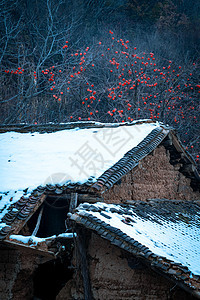雪后古村落中的柿子树图片