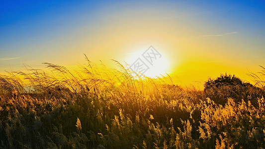 日落时的芦苇背景图片