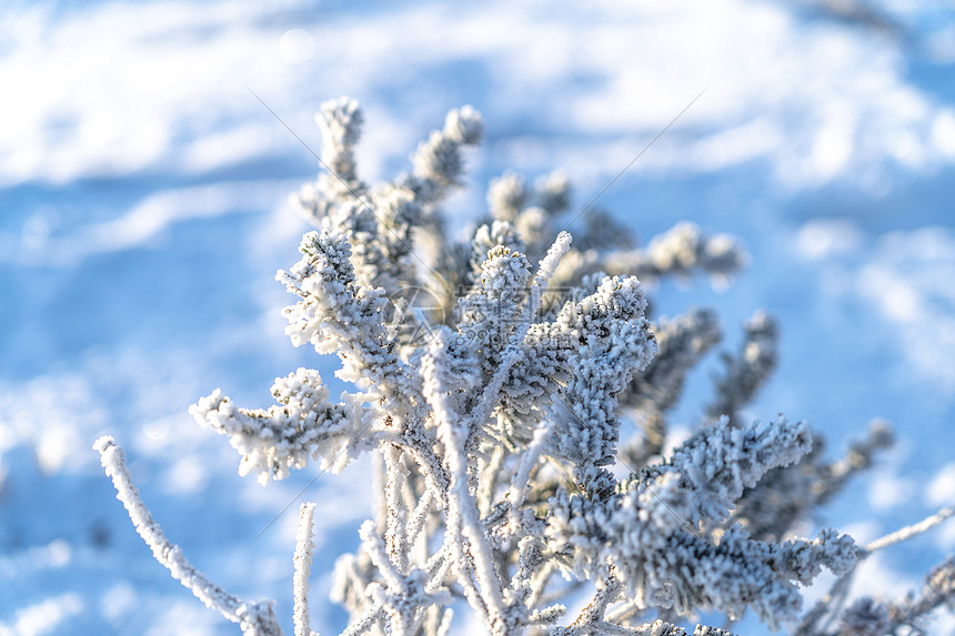 冬季秦岭雾凇冰雪覆盖的植物图片