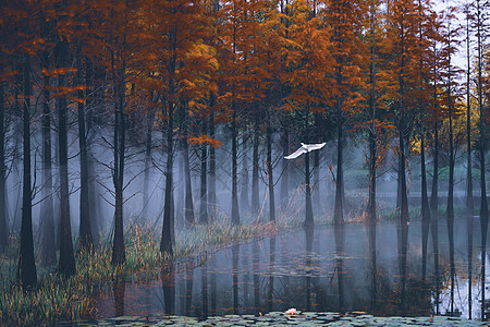 冬天池杉湖的白鹭高清图片
