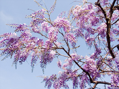 盛开的紫藤图片