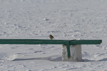 鸟类严寒的冬季图片