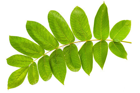 Juglansmandshurica的树叶与图片