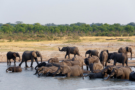 非洲大象在水坑植物园hwankee上饮用和洗澡真正的图片