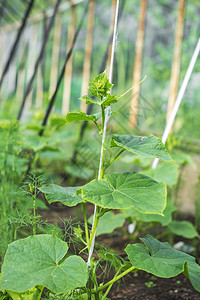 温室里的年轻南瓜植物图片