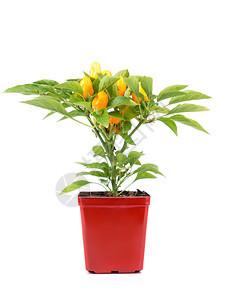 在白色背景上拍摄的红锅内种植的橙辣椒图片