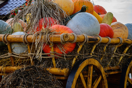 秋收节装着秋菜的木车图片