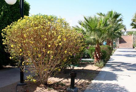 埃及喜来登饭店的道路和棕榈树埃背景