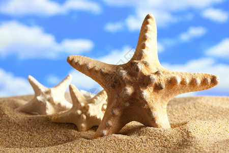 在沙子和蓝天背景的海星背景图片