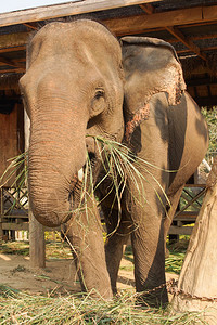 工作大象老挝东南亚图片