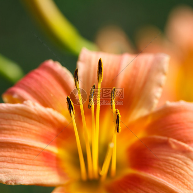 特写橙黄色百合花图片