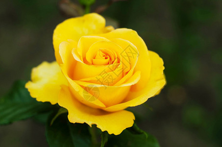花园里的一些橙黄色玫瑰图片