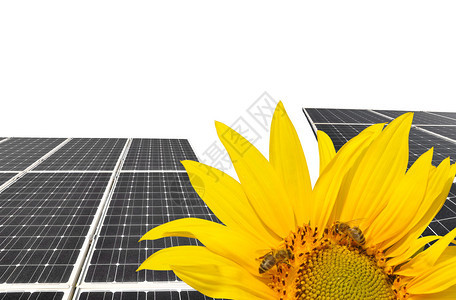 后台太阳能电池板的向日葵开背景图片