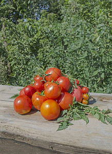红西番茄生长生化背图片