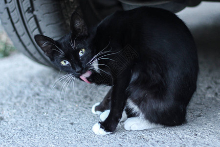 坐在汽车轮下的小黑猫图片