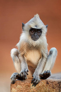 Semnopithecusentellus的GrayLangur垂直照片将坐在砖墙上的猴子宝关起来背景图片