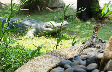 动物和野生动物图片