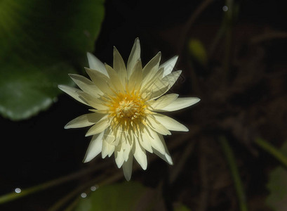 黄莲花或水百合花图片