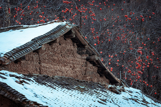 冬天雪后的柿子树图片