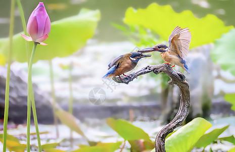 两只郁金香荷花池中捕鱼喂食的翠鸟背景