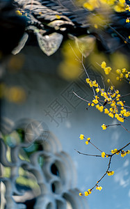 园林里盛开的腊梅梅花图片