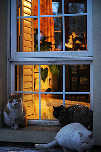 窗户别墅庭院夜晚高清图片