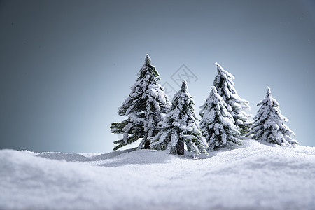 雪后的松树图片