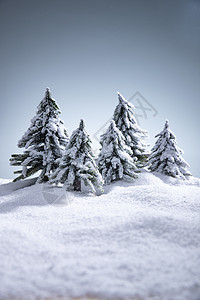 雪后的松树图片