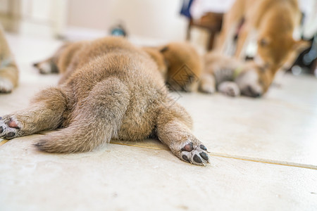 可爱的小奶狗趴在地上睡觉的狗崽背影背景