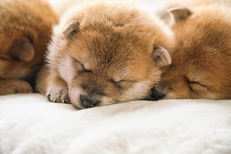 犬科动物可爱慵懒的狗崽儿趴在一起背景