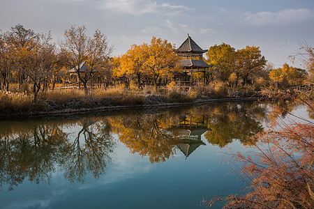 新疆南疆胡杨林森林公园高清图片