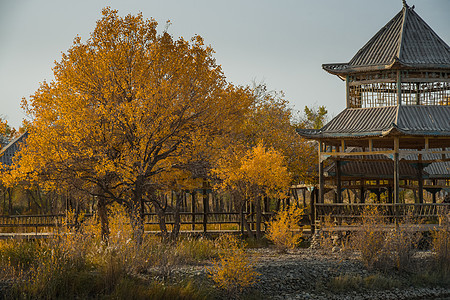 新疆南疆胡杨林森林公园图片