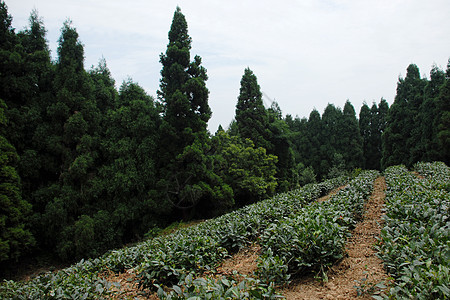 湖南省张家界高山茶园图片