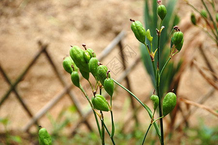 中草药射干图片