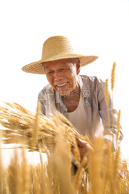 老农民拿着麦子图片