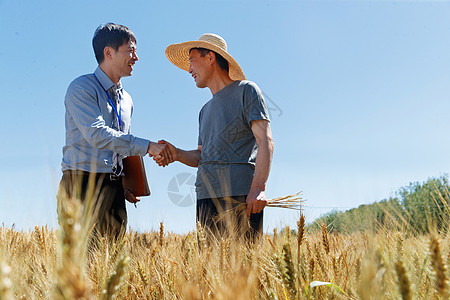 科研人员和农民在麦田里交流技术高清图片