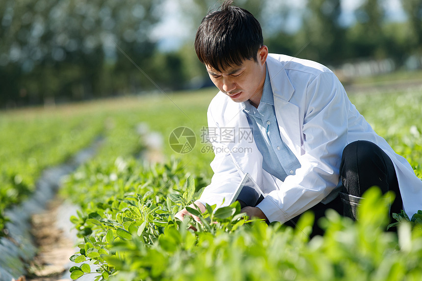 科研人员在菜地里研究图片