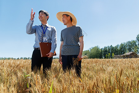 科研人员和农民在麦田里交流技术图片