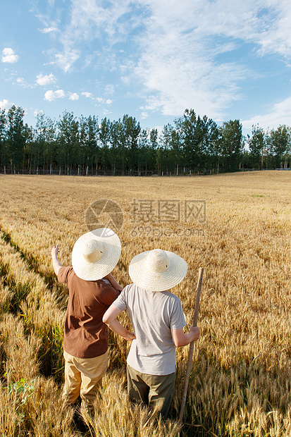 科研人员和农民在麦田里交流技术的背影图片